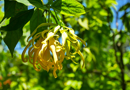 huile essentielle d'ylang Ylang